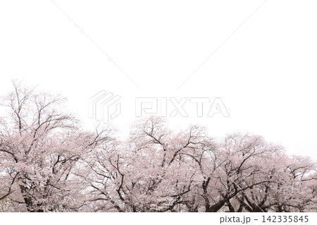 満開の桜と花びら 142335845