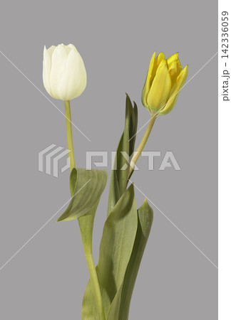 Even pair of two tulip flowers white and yellow standing upright with green stems and leaves on grey background. Balanced composition of symmetrical blooms with natural plant structure Even pair of two tulip flowers white and yellow standing upright with green stems and leaves on grey background. Balanced composition of symmetrical blooms with natural plant structure 142336059