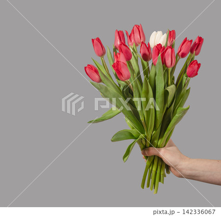 Female hand holding large bouquet of red and white tulip flowers with green stems and leaves on grey background. Hand presents dense arrangement with copy space for text placement. Floral 142336067