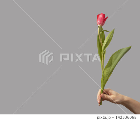 Female hand holding single red tulip flower with green stem and leaves isolated white background. Hand presents minimal bloom with natural plant structure clearly. Floral concept for Female hand holding single red tulip flower with green stem and leaves isolated white background. Hand presents minimal bloom with natural plant structure clearly. Floral concept for 142336068