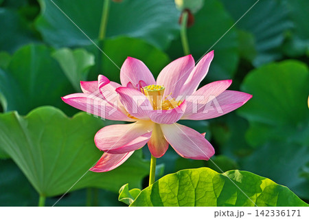 大きく開いたハスの花と花托（夏、八月） 142336171