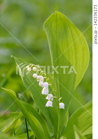 北海道平取町 芽生すずらん群生地に咲く初夏のスズラン 北海道平取町 芽生すずらん群生地に咲く初夏のスズラン 142336173