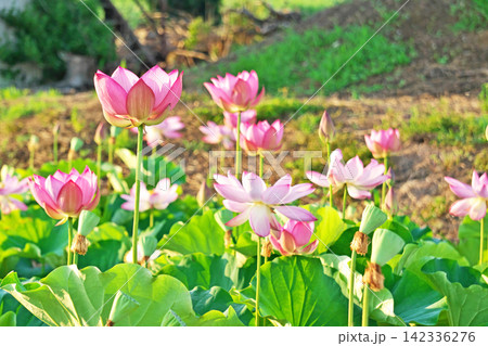 蓮田のハスの花（夏、八月） 142336276