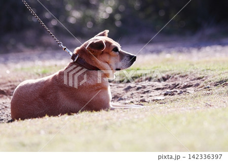 公園でくつろぐ可愛い飼い犬 公園でくつろぐ可愛い飼い犬 142336397