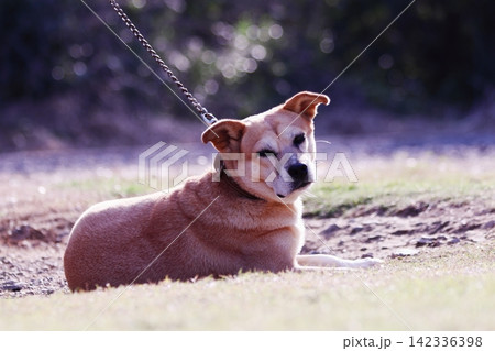 公園でくつろぐ可愛い飼い犬 142336398