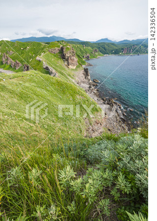 日本 北海道積丹町・豊かな夏の野草が広がる斜面から見上げる神威岬の険しい断崖絶壁と山並み 日本 北海道積丹町・豊かな夏の野草が広がる斜面から見上げる神威岬の険しい断崖絶壁と山並み 142336504