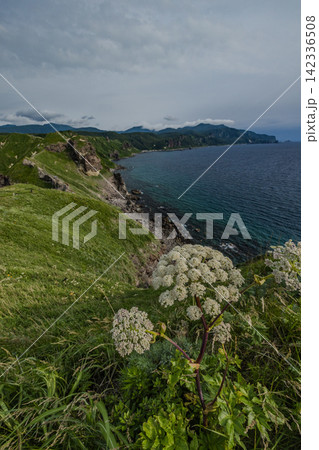 日本 北海道積丹町・神威岬の丘に咲き誇る白いエゾニュウの花と積丹半島の絶景 日本 北海道積丹町・神威岬の丘に咲き誇る白いエゾニュウの花と積丹半島の絶景 142336508
