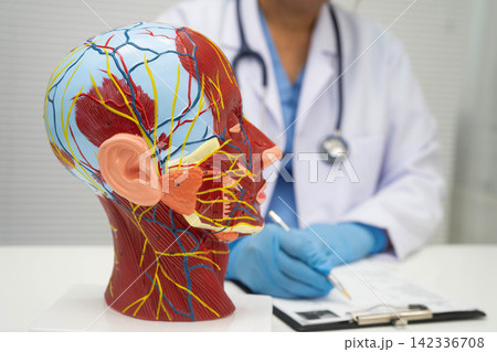 Asian doctor with half head and neck with vessels model. Asian doctor with half head and neck with vessels model. 142336708
