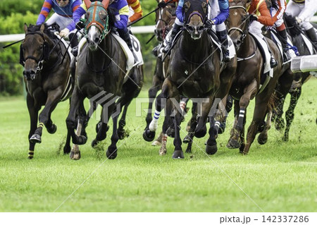 競馬場の風景 4コーナーを回る馬 新潟県新潟市 競馬場の風景 4コーナーを回る馬 新潟県新潟市 142337286