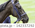 競馬場の風景　パドック　新潟県新潟市 142337292