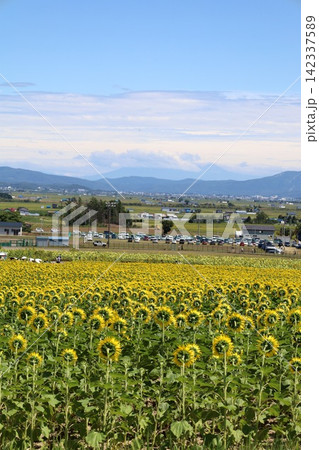 北海道、初夏、夏の北海道、ひまわり畑、旅する女子、北竜町の夏の日、向日葵と青空と夏空、これぞ北海道 142337589