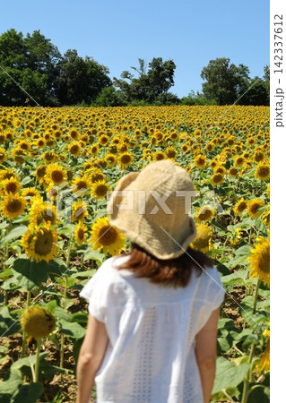 北海道、初夏、夏の北海道、ひまわり畑、旅する女子、北竜町の夏の日、向日葵と青空と夏空、これぞ北海道 142337612