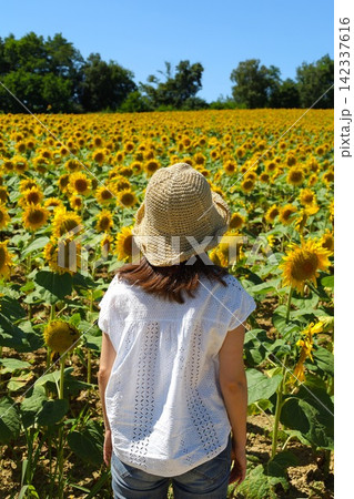 北海道、初夏、夏の北海道、ひまわり畑、旅する女子、北竜町の夏の日、向日葵と青空と夏空、これぞ北海道 142337616