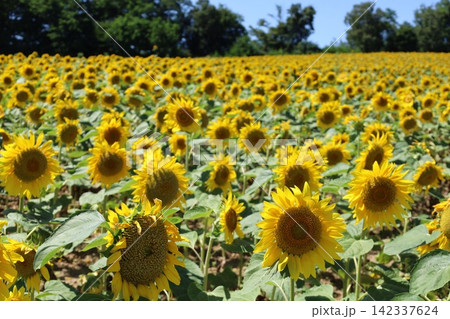 北海道、初夏、夏の北海道、ひまわり畑、旅する女子、北竜町の夏の日、向日葵と青空と夏空、これぞ北海道 142337624