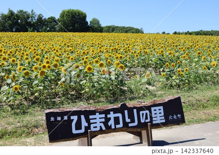 北海道、初夏、夏の北海道、ひまわり畑、旅する女子、北竜町の夏の日、向日葵と青空と夏空、これぞ北海道 北海道、初夏、夏の北海道、ひまわり畑、旅する女子、北竜町の夏の日、向日葵と青空と夏空、これぞ北海道 142337640