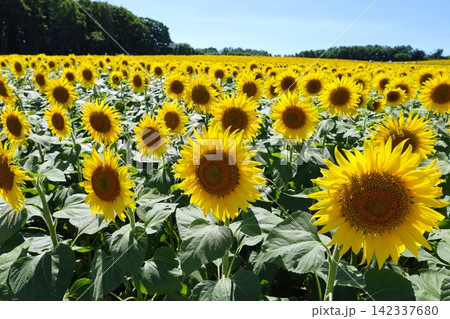 北海道、初夏、夏の北海道、ひまわり畑、旅する女子、北竜町の夏の日、向日葵と青空と夏空、これぞ北海道 142337680