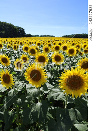 北海道、初夏、夏の北海道、ひまわり畑、旅する女子、北竜町の夏の日、向日葵と青空と夏空、これぞ北海道 北海道、初夏、夏の北海道、ひまわり畑、旅する女子、北竜町の夏の日、向日葵と青空と夏空、これぞ北海道 142337682
