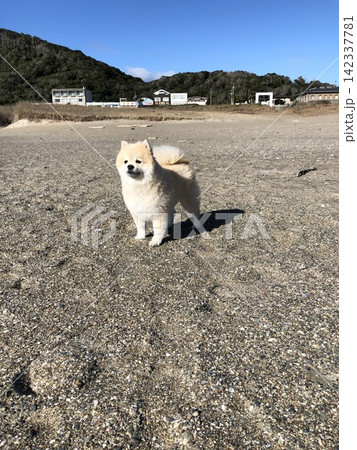 砂浜を歩く犬 砂浜を歩く犬 142337781