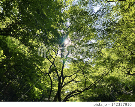 新緑と光を浴びる木々 新緑と光を浴びる木々 142337910