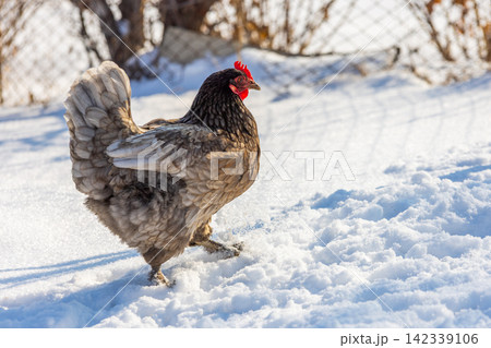 Hen Walking in Snowy Winter Landscape Hen Walking in Snowy Winter Landscape 142339106