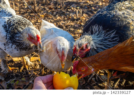 Chickens Pecking Fruit From Hand in Natural Setting Chickens Pecking Fruit From Hand in Natural Setting 142339127
