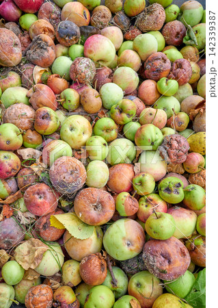 Close up of rotten apples, selective focus. Close up of rotten apples, selective focus. 142339387