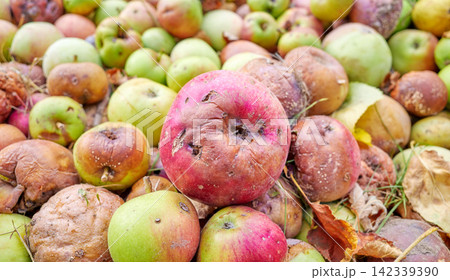 Close up of rotten apples, selective focus. 142339390