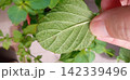 ハダニの付いた大葉青じそ 142339496