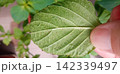 ハダニの付いた大葉青じそ 142339497