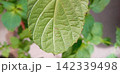 ハダニの付いた大葉青じそ 142339498
