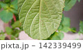 ハダニの付いた大葉青じそ 142339499