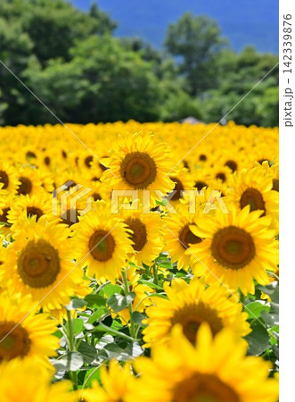 一面に広がるひまわり畑1 一面に広がるひまわり畑1 142339876