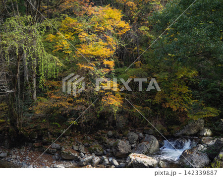 紅葉に彩られた森と岩間を流れる渓流 紅葉に彩られた森と岩間を流れる渓流 142339887