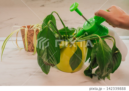 Hand using a green spray bottle to water a wilted houseplant in a yellow pot on a marble countertop, with a second plant in a brown pot positioned in the background Hand using a green spray bottle to water a wilted houseplant in a yellow pot on a marble countertop, with a second plant in a brown pot positioned in the background 142339888