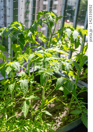 Tomato Plants Growing in Pots on Apartment Balcony Garden Tomato Plants Growing in Pots on Apartment Balcony Garden 142339892