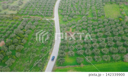A vehicle travels on a winding road bordered by expansive olive fields in Crete, highlighting the Mediterranean agricultural landscape with rich greenery and organized rows of olive trees A vehicle travels on a winding road bordered by expansive olive fields in Crete, highlighting the Mediterranean agricultural landscape with rich greenery and organized rows of olive trees 142339900