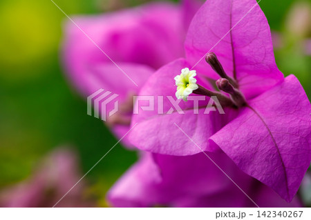Bougainvillea flowers with pink bracts and white centers against dark background Bougainvillea flowers with pink bracts and white centers against dark background 142340267