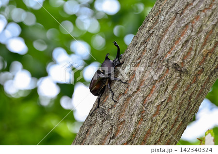 木に登るカブトムシ 142340324
