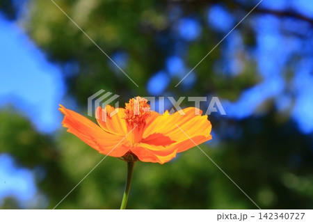 髭の渡しコスモス園(兵庫県尼崎市)に咲くコスモスの花 髭の渡しコスモス園(兵庫県尼崎市)に咲くコスモスの花 142340727