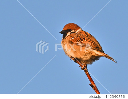 スズメ(雀/sparrow) 秋のイメージ スズメ(雀/sparrow) 秋のイメージ 142340856