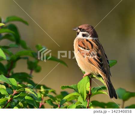 スズメ(雀/sparrow) 秋のイメージ スズメ(雀/sparrow) 秋のイメージ 142340858