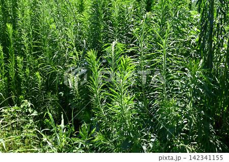 空き地 荒地 雑草 土地 vacant lot 空き地 荒地 雑草 土地 vacant lot 142341155