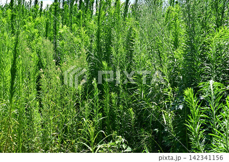 空き地 荒地 雑草 土地 vacant lot 空き地 荒地 雑草 土地 vacant lot 142341156