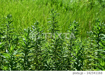 空き地 荒地 雑草 土地 vacant lot 空き地 荒地 雑草 土地 vacant lot 142341168