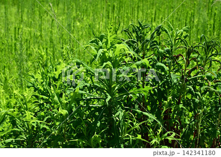 空き地 荒地 雑草 土地 vacant lot 空き地 荒地 雑草 土地 vacant lot 142341180