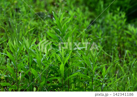 空き地 荒地 雑草 土地 vacant lot 空き地 荒地 雑草 土地 vacant lot 142341186