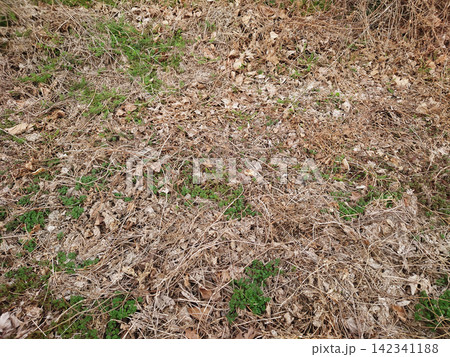 空き地 荒地 雑草 土地 vacant lot 空き地 荒地 雑草 土地 vacant lot 142341188
