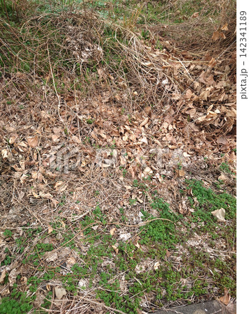 空き地 荒地 雑草 土地 vacant lot 空き地 荒地 雑草 土地 vacant lot 142341189