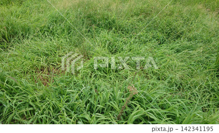 空き地 荒地 雑草 土地 vacant lot 空き地 荒地 雑草 土地 vacant lot 142341195