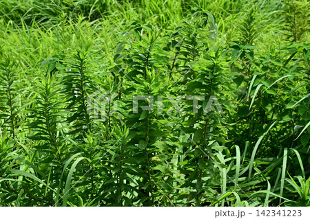 空き地 荒地 雑草 土地 vacant lot 空き地 荒地 雑草 土地 vacant lot 142341223